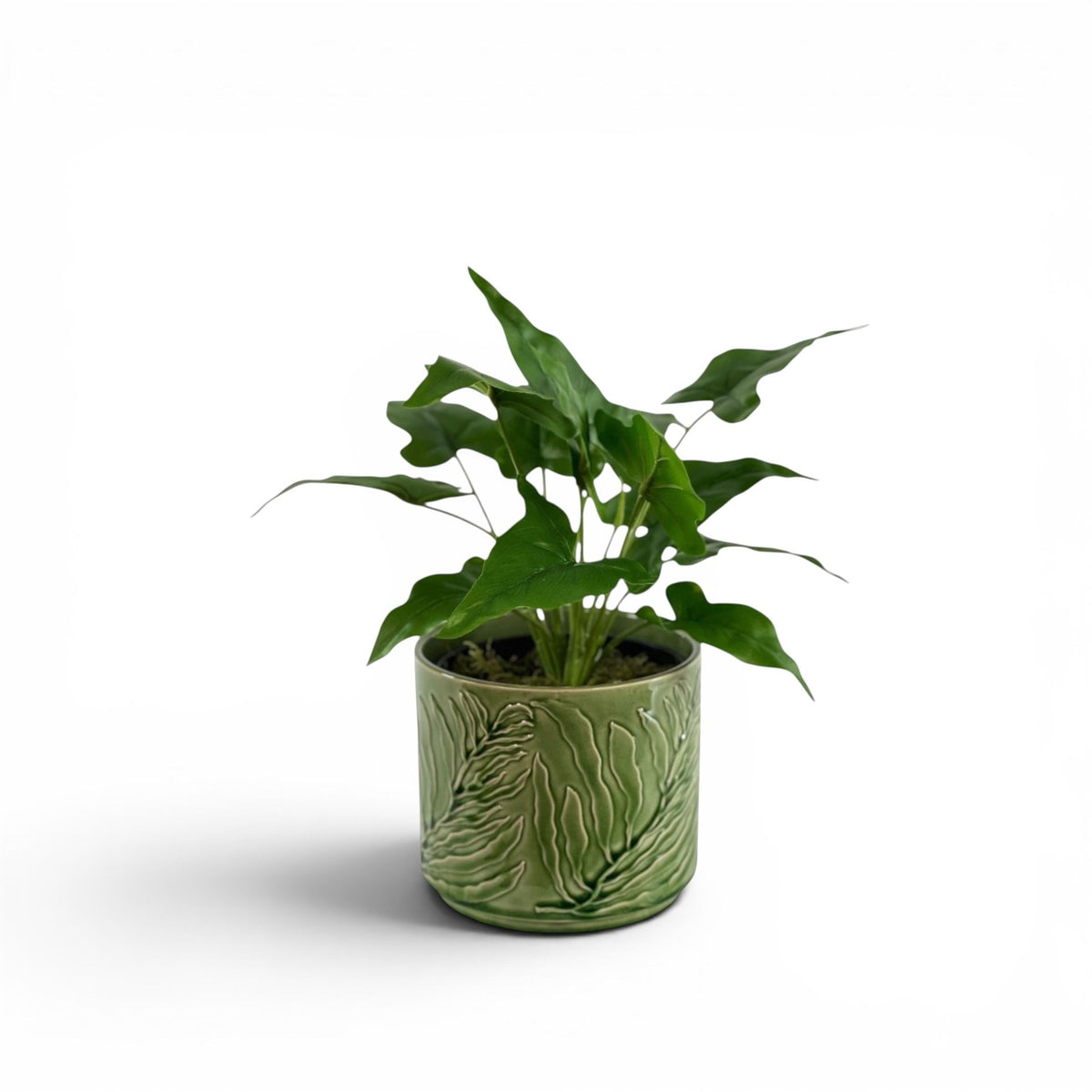 ARROWHEAD BUSH IN WILDER POT