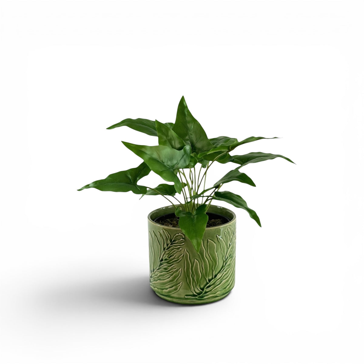 ARROWHEAD BUSH IN WILDER POT