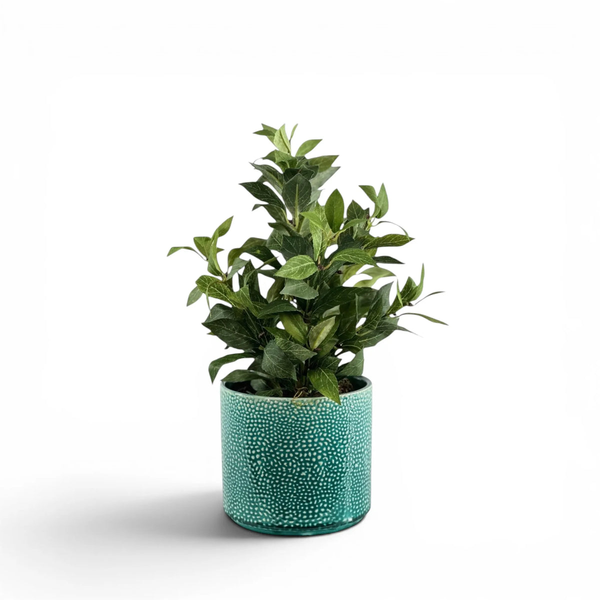 BAYLEAF BUSH IN ALIWAL POT