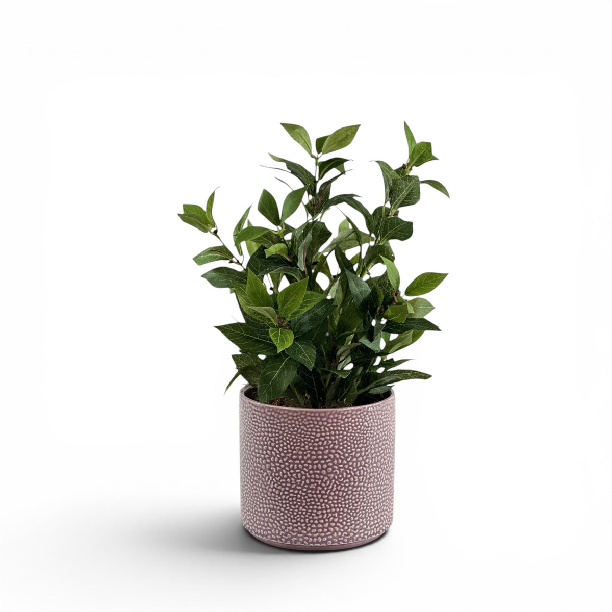 BAYLEAF BUSH IN CORNELIA STREET POT
