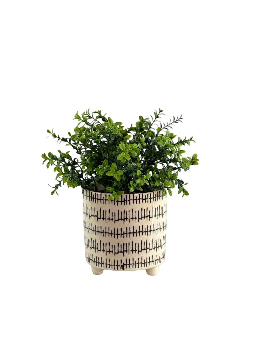 BOXWOOD BUSH IN KRAAL POT