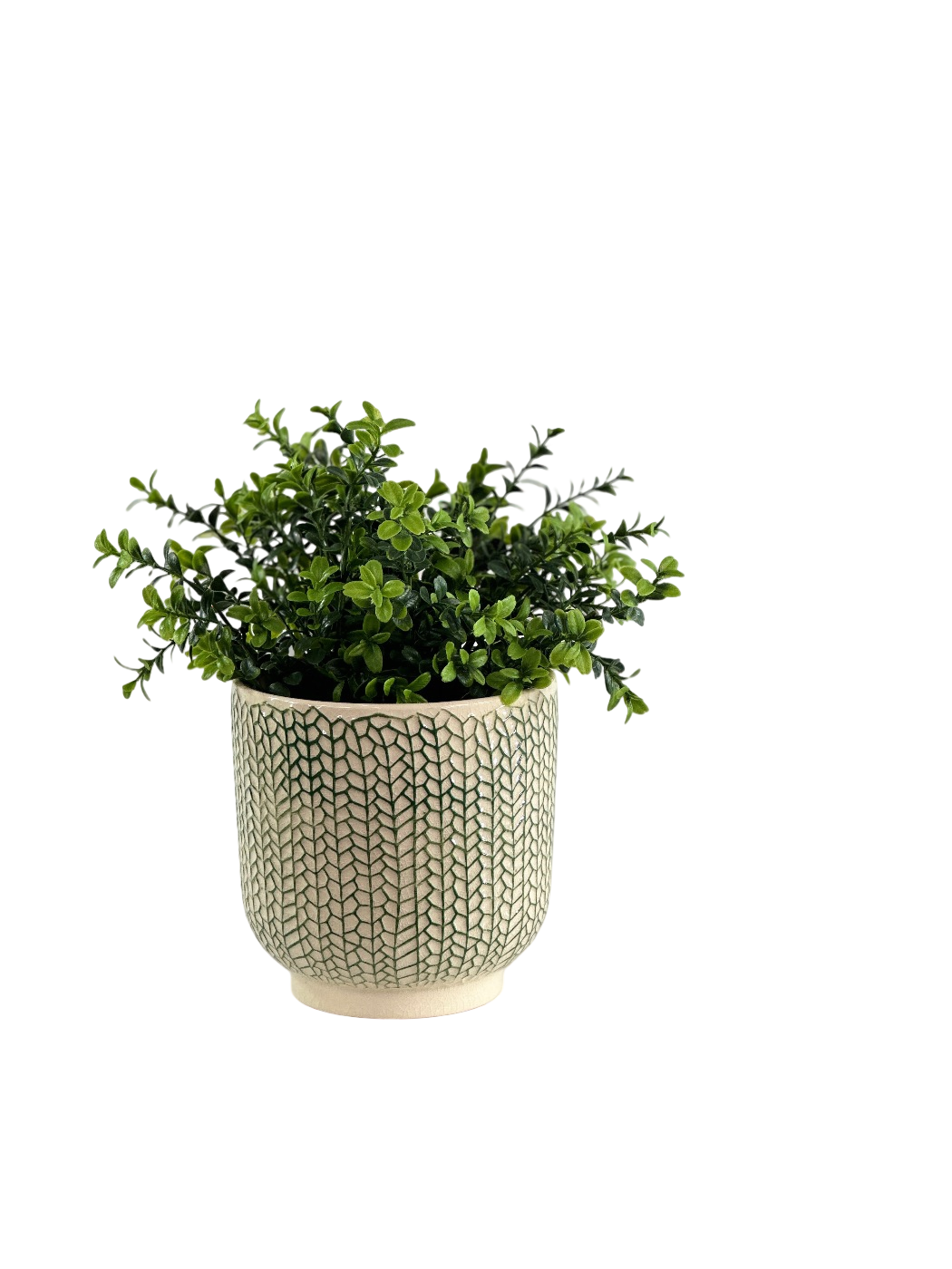 BOXWOOD IN CREEPING IVY POT