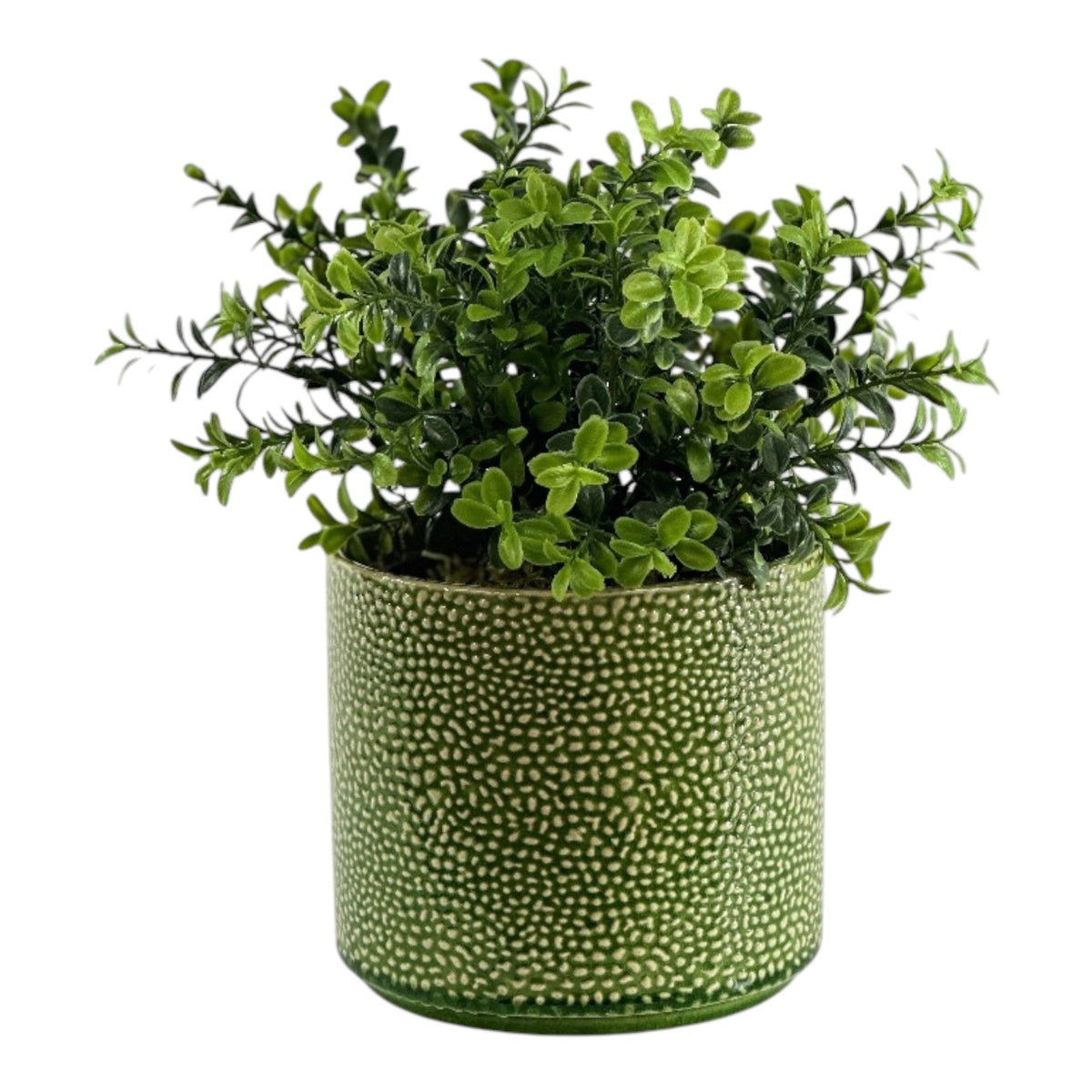 BOXWOOD PLANTS IN PESTO POT