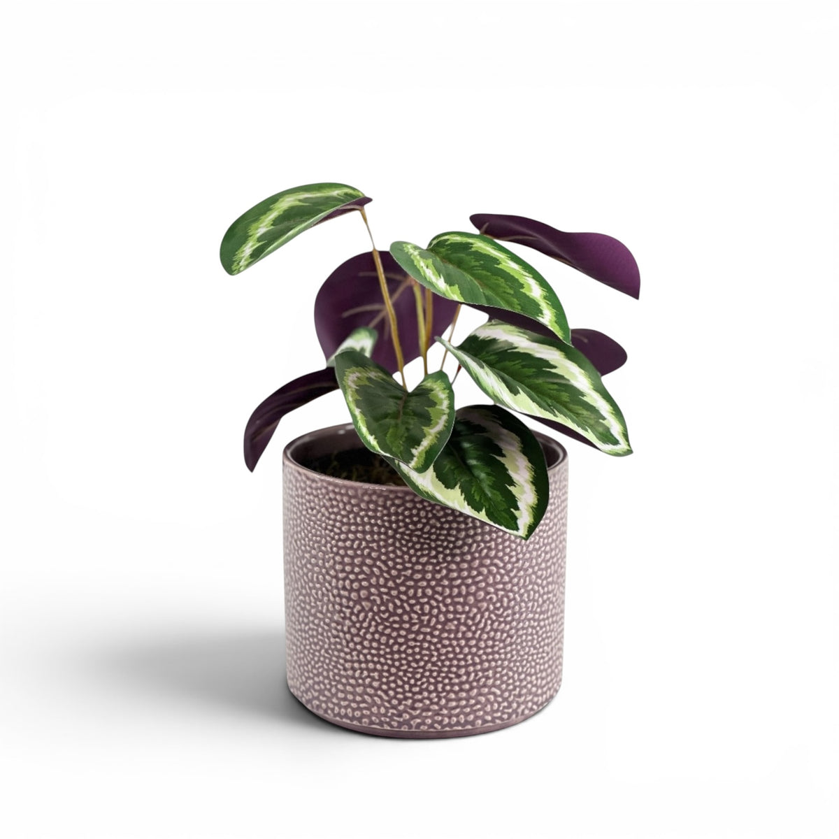 CALATHEA 45CM IN CORNELIA STREET POT