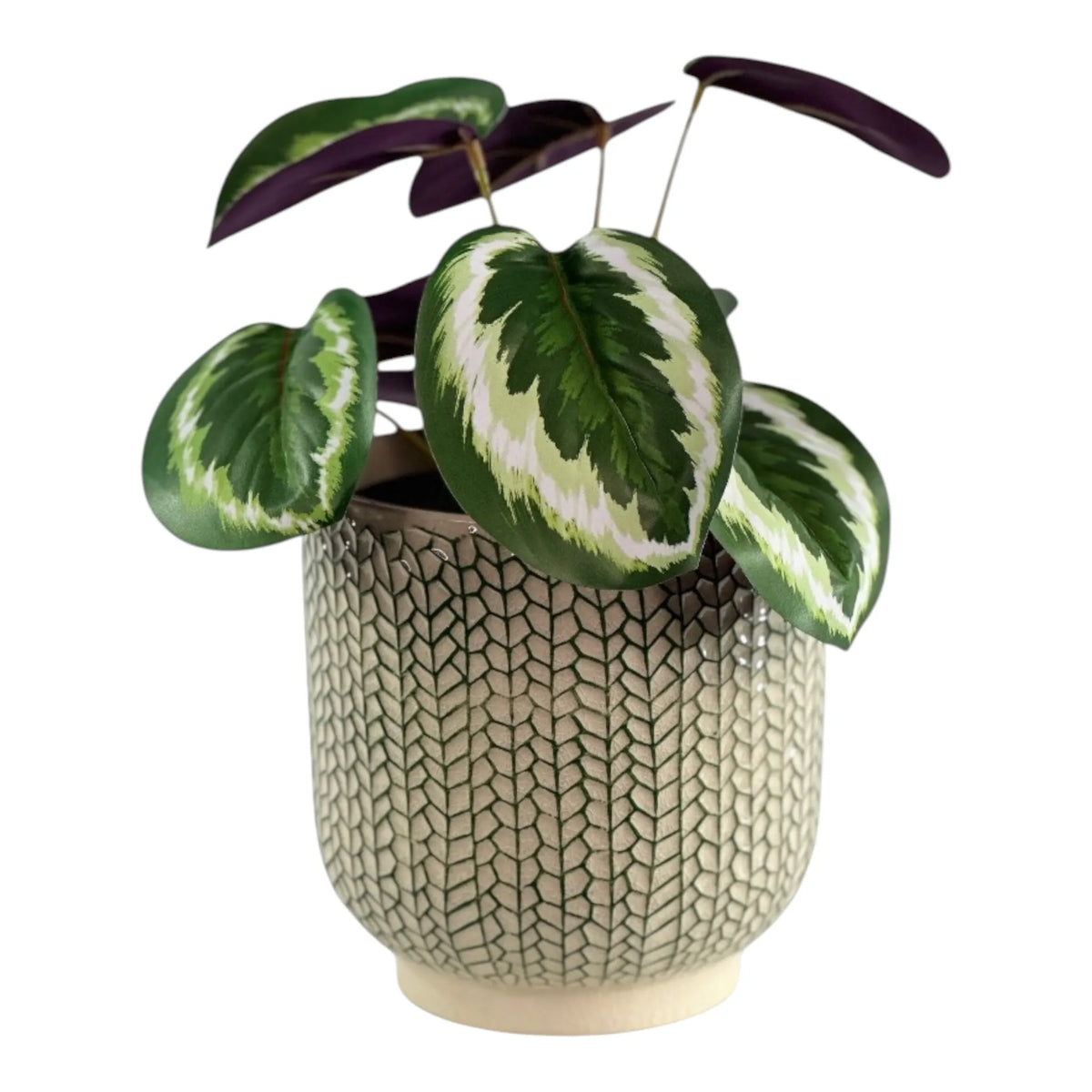 CALATHEA 45CM IN CREEPING IVY POT