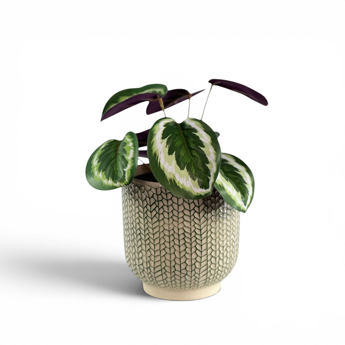CALATHEA 45CM IN CREEPING IVY POT