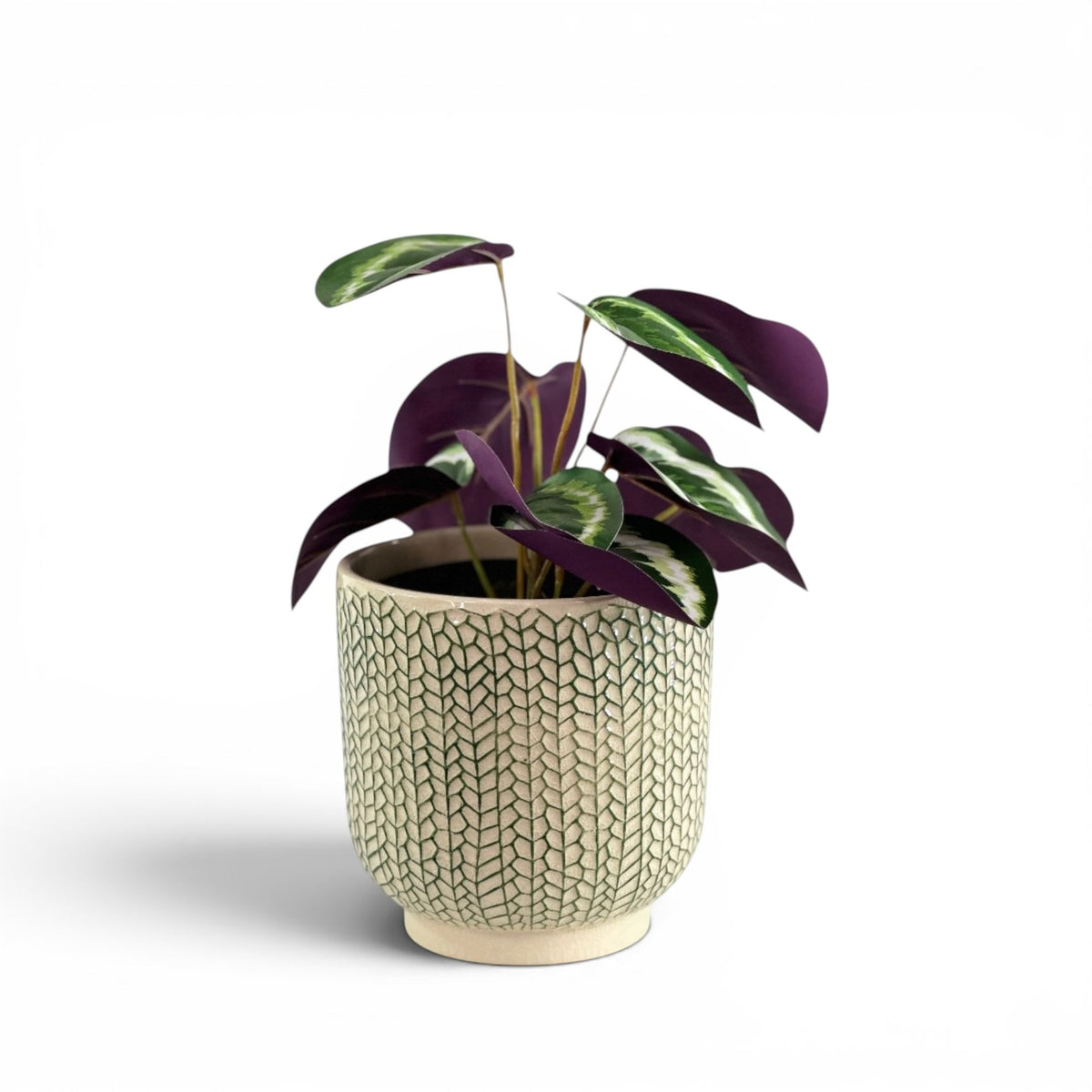 CALATHEA 45CM IN CREEPING IVY POT