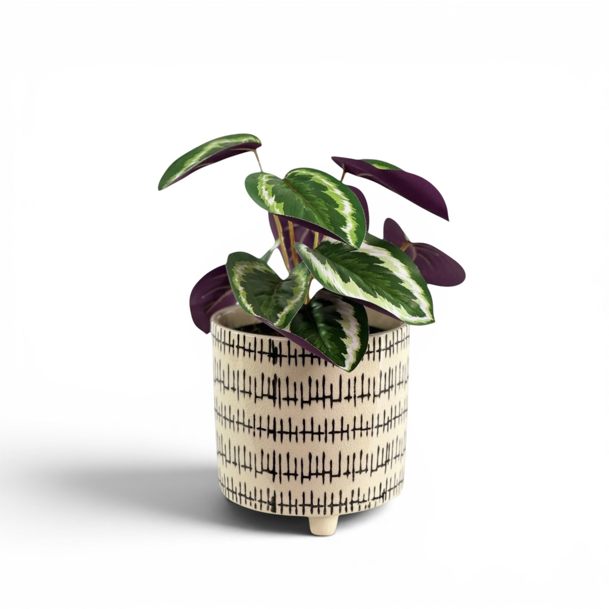 CALATHEA 45CM IN KRAAL POT