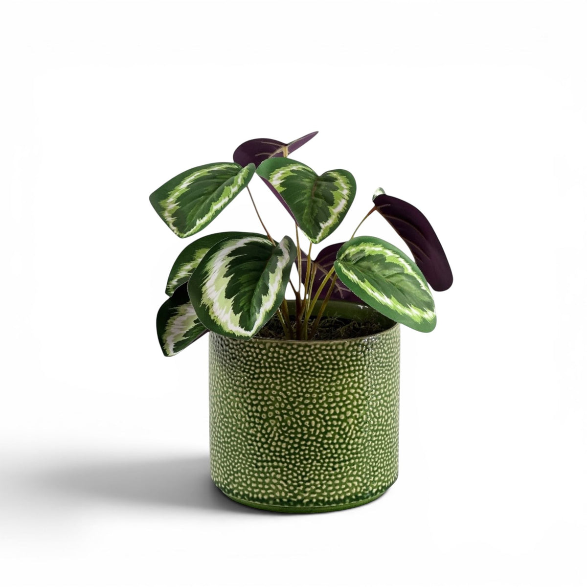 CALATHEA 45CM IN PESTO POT