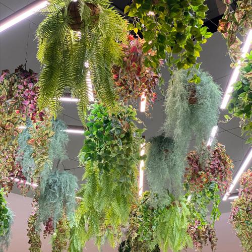 Various hanging plants and ferns available from Plant Couture. Shop online www.plantcouture.co.za