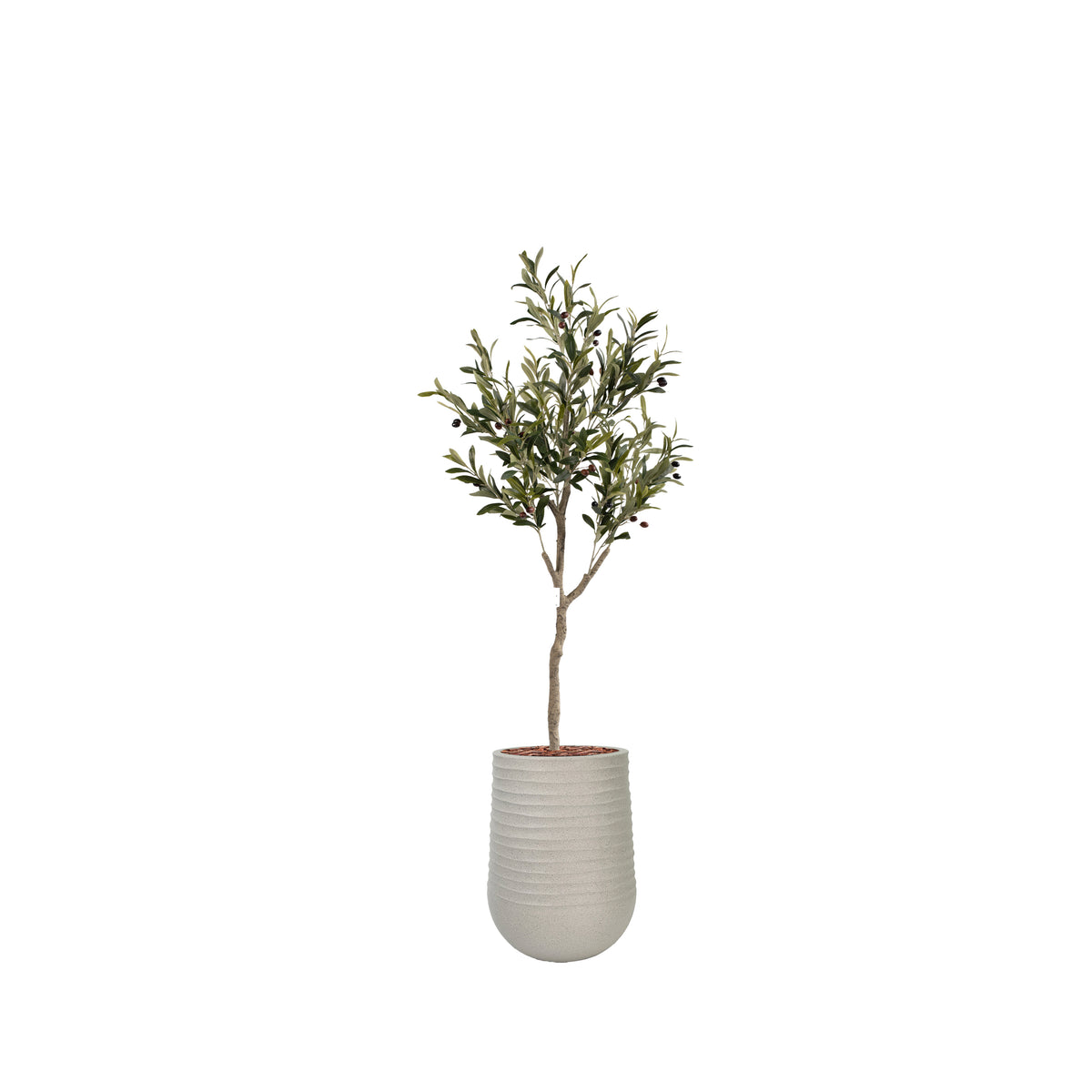 Artimis Medium 39x51cm with Olive Tree 150cm