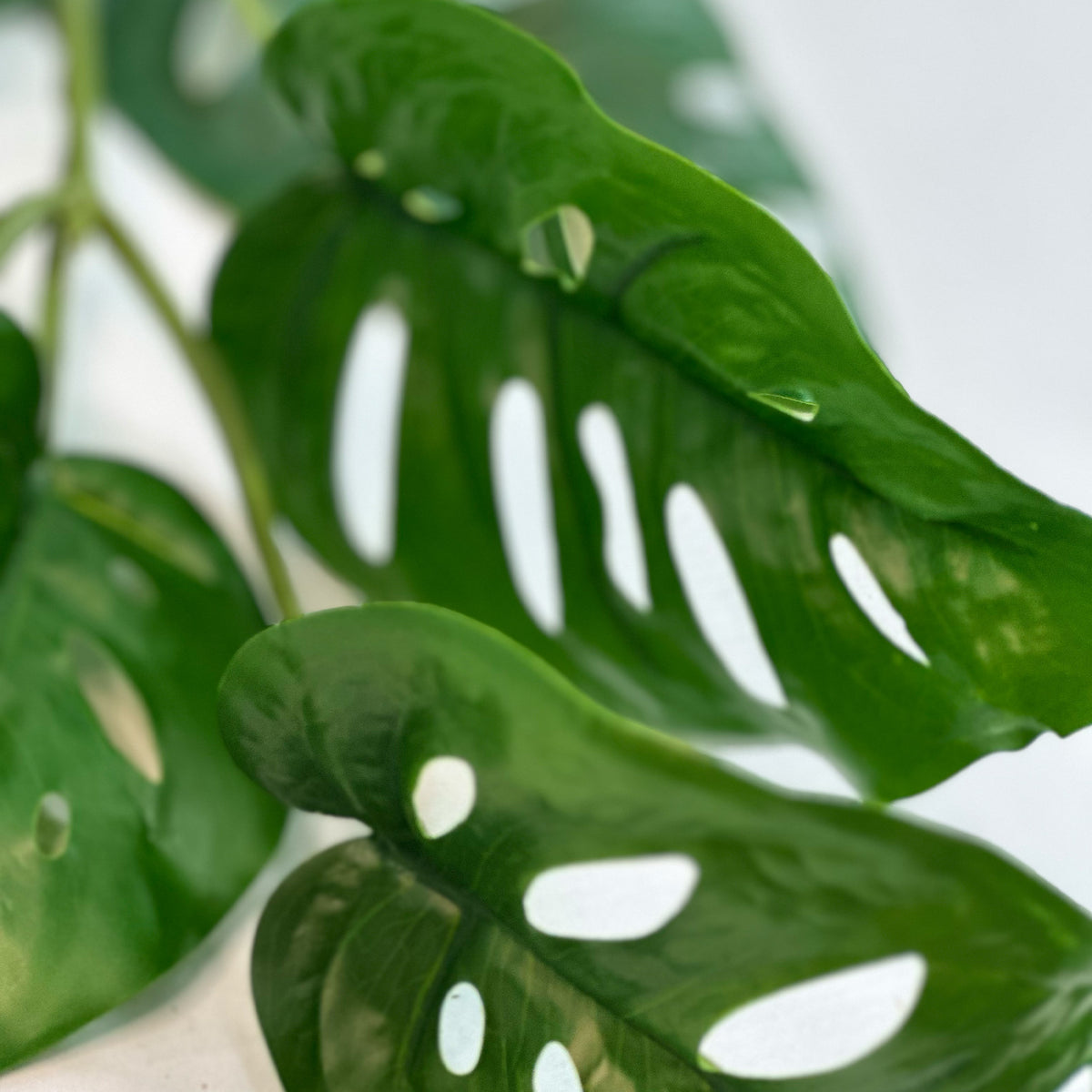 close up of Faux Monkey Monstera stem real touch 81cm with 7 green leaves with the natural holes monstera plant often has.