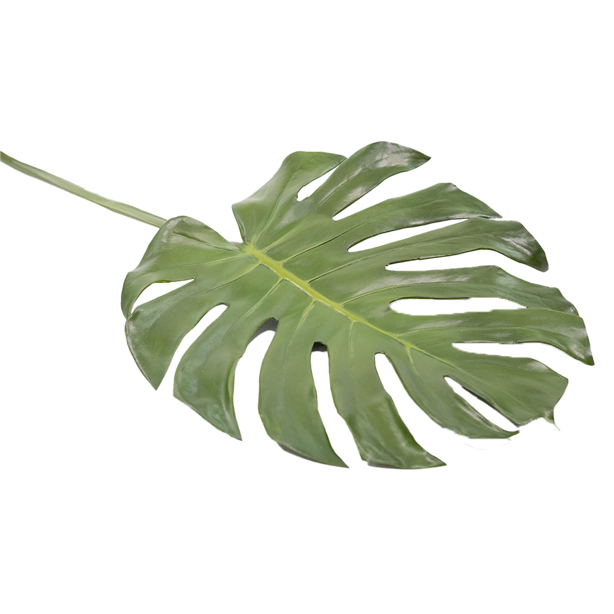 monstera pl Monstera Leaf