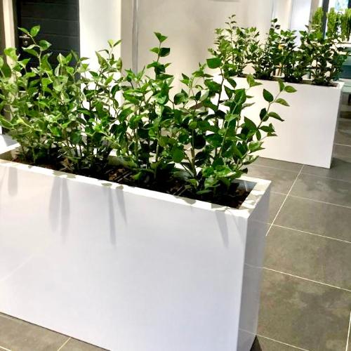 Bay leaf artificial plants potted into a metal trough for an office. This faux plant and others available from Plant Couture. Shop online www.plantcouture.co.za