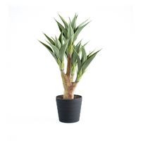 Armani B with Agave 105cm - PLANTS IN POTS