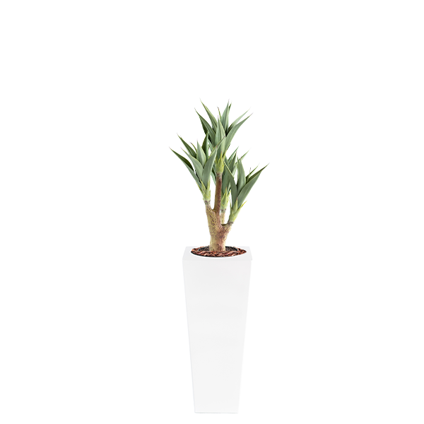 Armani B with Agave 105cm - PLANTS IN POTS