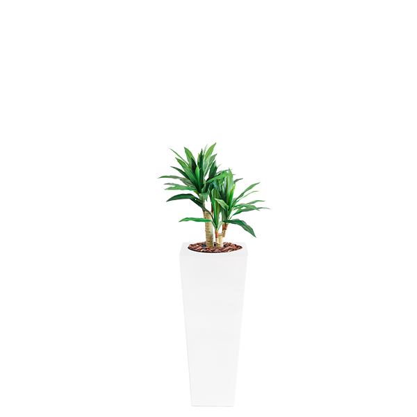 Plant Couture - Artificial Plant & Pot Combo - Armani B with Dracaena 80cm