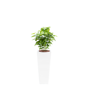 Plant Couture - Artificial Plant & Pot Combo - Armani B with Mini Philo 90cm