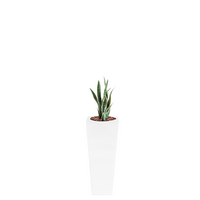 Plant Couture - Artificial Plant & Pot Combo - Armani B with Sansevieria Y/Green 68cm