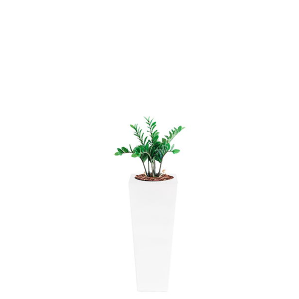Plant Couture - Artificial Plant & Pot Combo - Armani B with Zamifolia 64cm