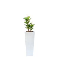 Plant Couture - Artificial Plant & Pot Combo - Armani B with Rubber Tree 82cm