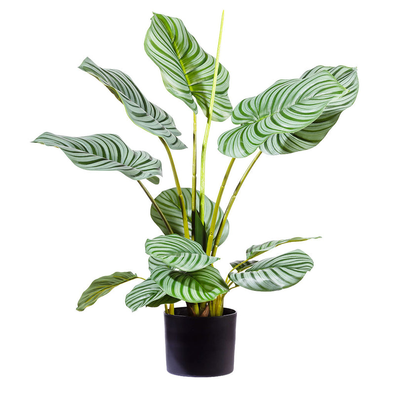 Artificial Arrowroot Plant is weighted pot 75cm