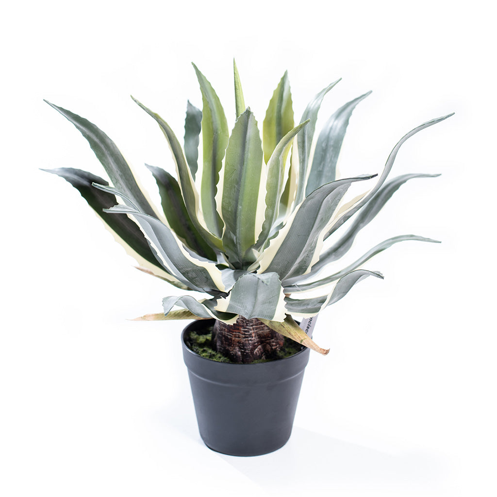 Plant Couture - Artificial Plants - Agave 45cm 