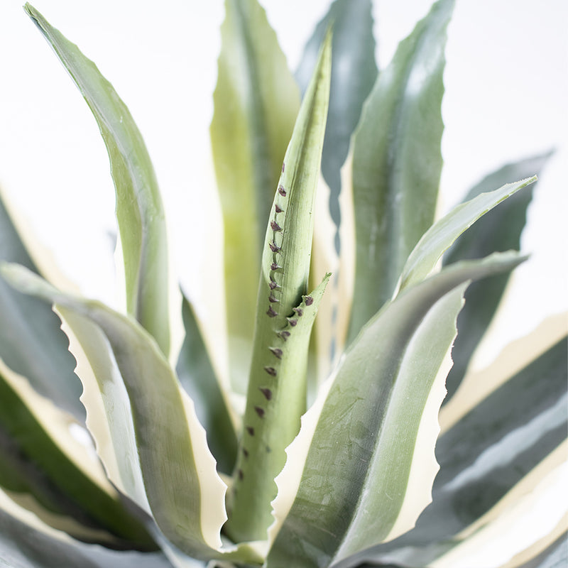 Plant Couture - Artificial Plants - Agave 45cm - Close Up Of Variegated Leaves  