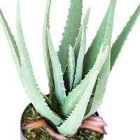 Plant Couture - Artificial Plants - Aloe 44cm - Top View 