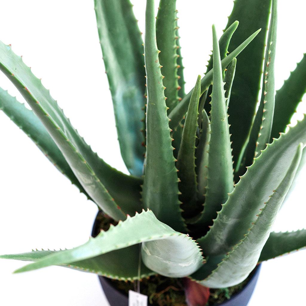 Plant Couture - Artificial Plants - Aloe 70cm - Top View 