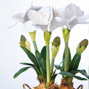 White Amaryllis - Silk Flower Arrangement