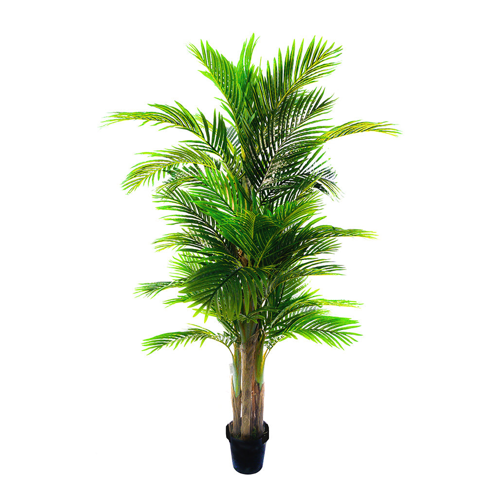 areca palm combos Dior B with Areca Palm 189cm Combo