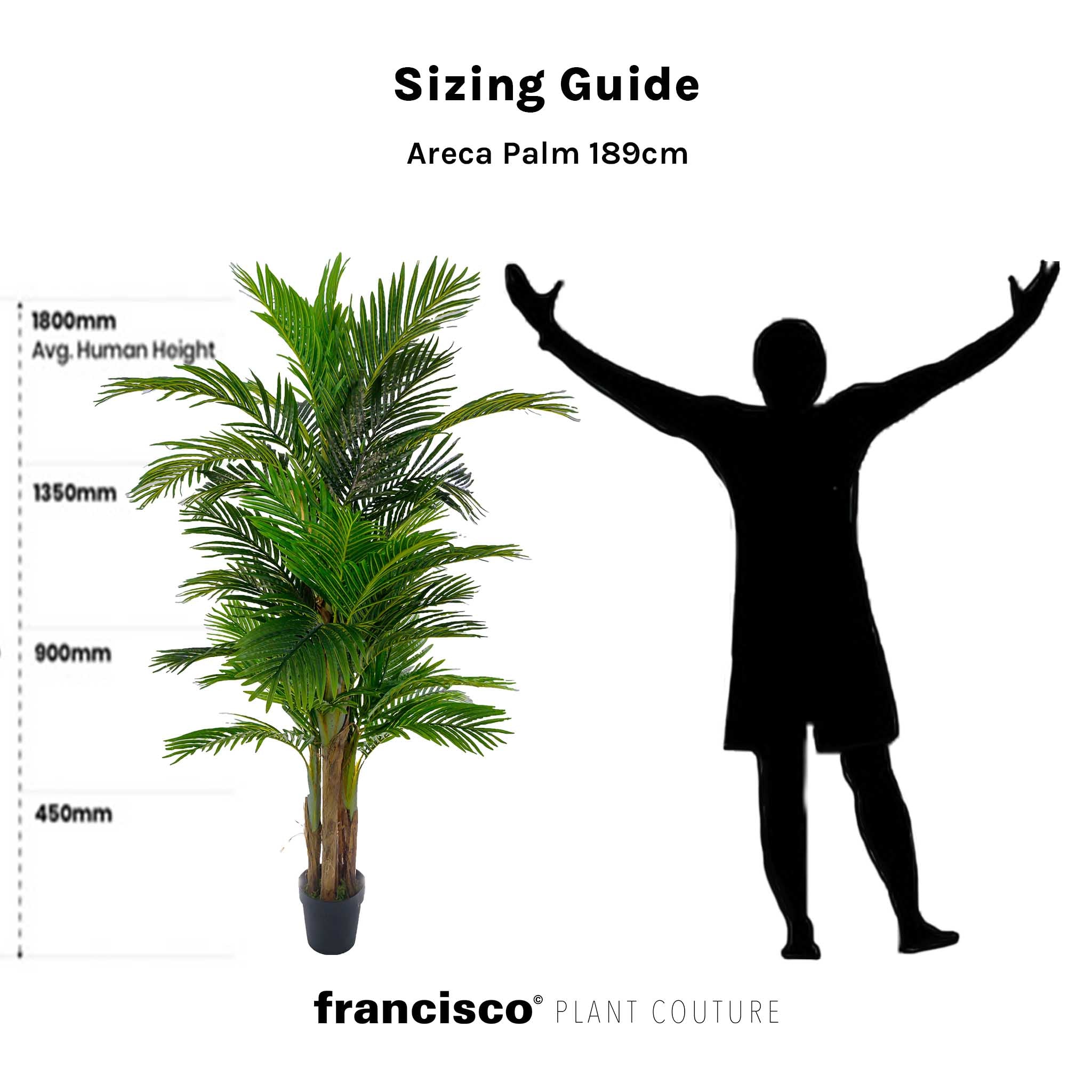 areca palm width Areca Palm
