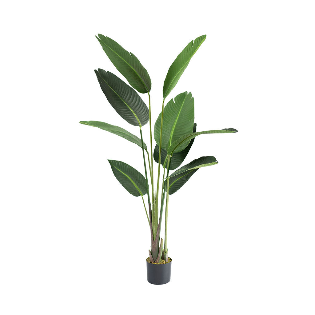 Plant Couture - Artificial Plants - Bird Of Paradise Tree 150cm