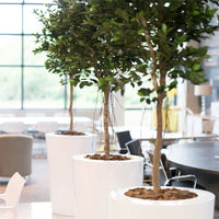 Plant Couture - Pots & Planters - Bertin L - Lifestyle Image