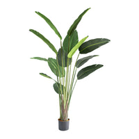 Plant Couture - Artificial Plants - Bird Of Paradise Tree 180cm