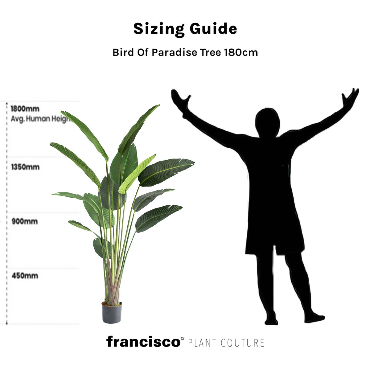 Bird Of Paradise Tree - 180cm