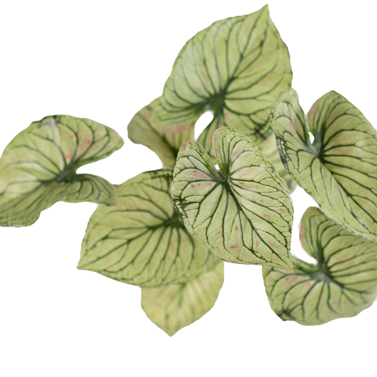 Caladium Bush - 32cm