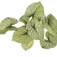 Caladium Bush 32cm - Plant Couture - Artificial Plants