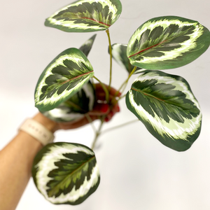 Filler Calathea 45cm - Plant Couture - Artificial Plants