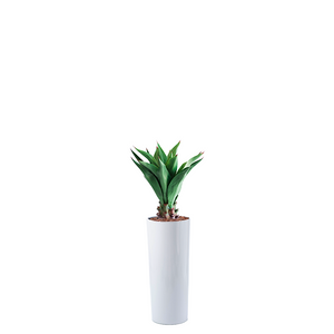 Plant Couture - Artificial Plant & Pot Combo - Cardin B with Agave Middle 90cm