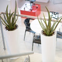 Plant Couture - Pots & Planters - Cardin C Ring - Lifestyle Image With Artificial Aloe 