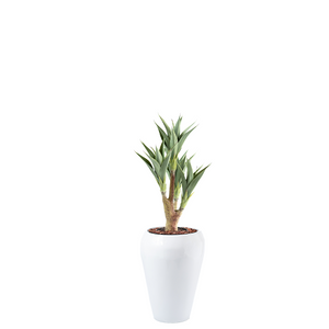 Plant Couture - Artificial Plant & Pot Combo - Dahla B with Agave 4-head 105cm