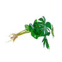 Plant Couture - Artificial Plants - Delicious Monster 30cm - Side 