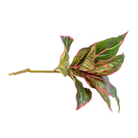 Plant Couture - Artificial Plants - Diffenbachia 44cm Green & Pink - Side 