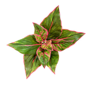 Plant Couture - Artificial Plants - Diffenbachia 44cm Green & Pink - Top 