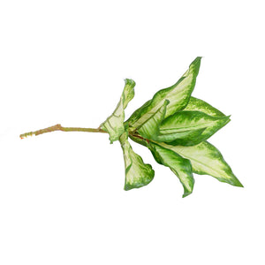Plant Couture - Artificial Plants - Diffenbachia 44cm Green & White - Side 