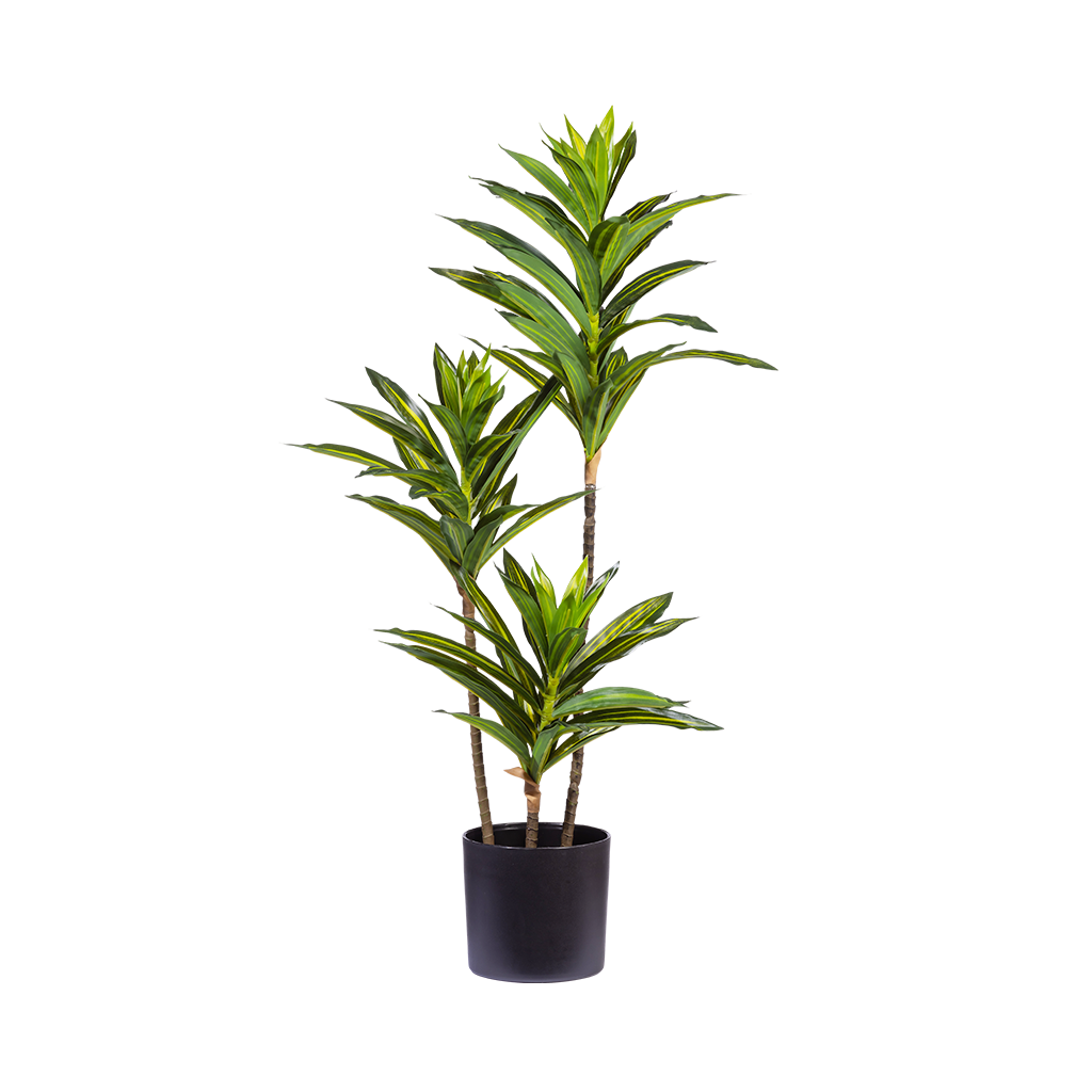 Dracaena Reflexa - 70cm