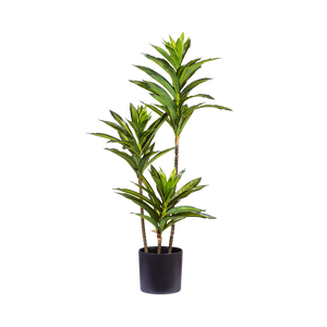 Dracaena Reflexa 70cm - Plant Couture - Artificial Plants