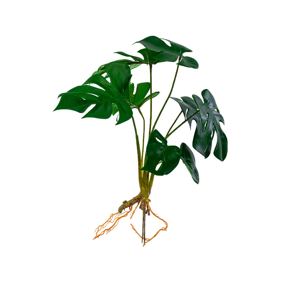 Filler Delicious Monster 44cm | Plant Couture – Francisco Plant